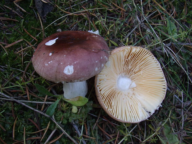 plávka Russula sp.