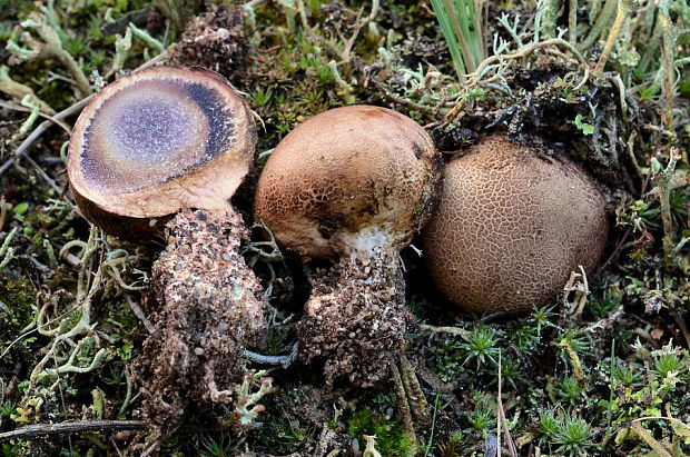 pestrec bradavičnatý Scleroderma verrucosum (Bull.) Pers.