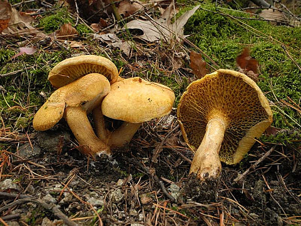 masliak kravský Suillus bovinus (Pers.) Roussel