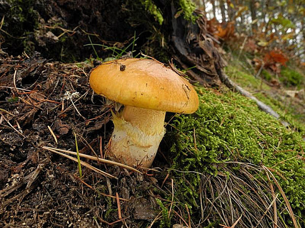 masliak smrekovcový Suillus grevillei (Klotzsch) Singer