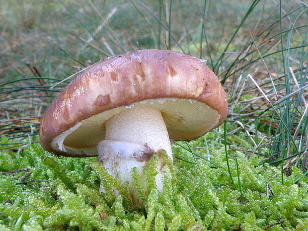 masliak obyčajný Suillus luteus (L.) Roussel