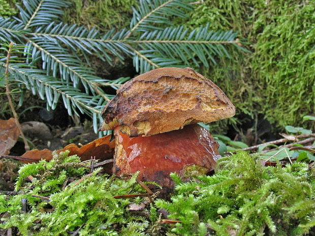 hríb zrnitohlúbikový Sutorius luridiformis (Rostk.) G. Wu & Zhu L. Yang