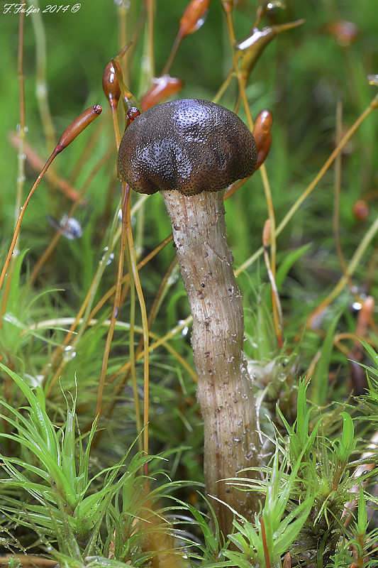 žezlovka Rouxova Tolypocladium rouxii (Cand.) C.A. Quandt, Kepler & Spatafora