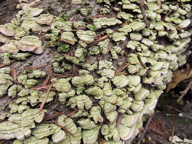 ryhovec želatinovitý Trichaptum biforme (Fr.) Ryvarden