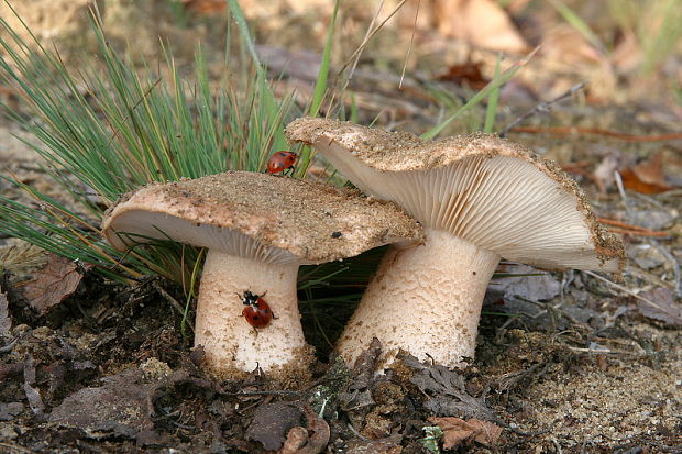 čírovka Tricholoma sp.