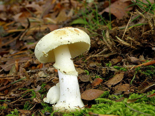 muchotrávka citrónovožltá Amanita citrina Pers.