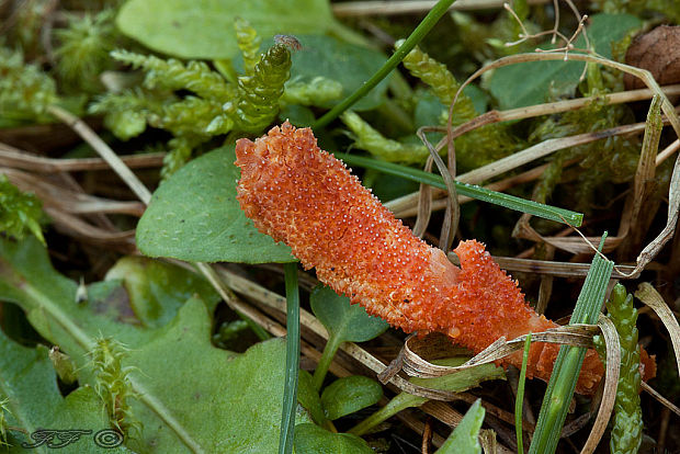 žezlovka hmyzová Cordyceps militaris (Fr.) Link