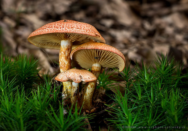 pavučinovec červenošupinatý Cortinarius bolaris (Pers.) Fr.