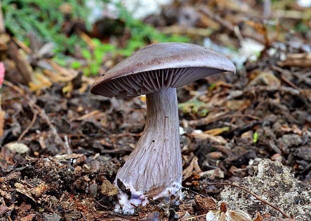 pavučinovec? Cortinarius sp.?