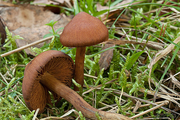 pavučinovec Cortinarius sp.