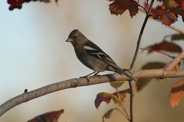 pinka lesná Fringilla coelebs