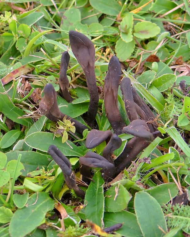 jazýček šupinkatý Geoglossum fallax E.J. Durand