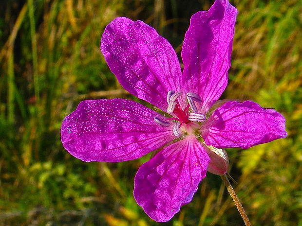 pakost močiarny Geranium palustre L.