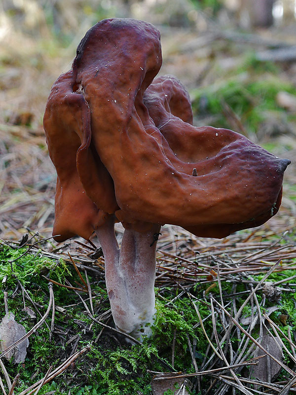 ušiak mitrovitý Gyromitra infula (Schaeff.) Quél.