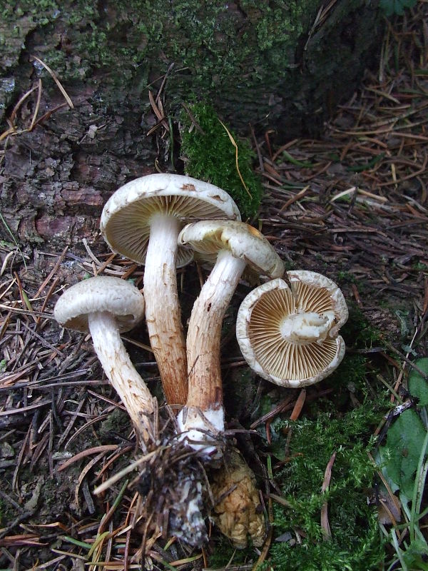 slzivka Hebeloma sp.