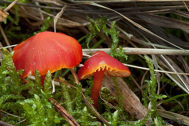 lúčnica šarlátová Hygrocybe coccinea (Schaeff.) P. Kumm.