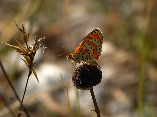 hnedáčik pyštekový (sk) / hnědásek květelový (cz) Melitaea didyma Esper, 1778