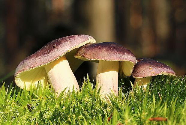 plávka zlomocná Russula sardonia Fr.