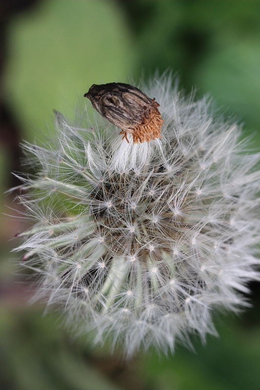 púpava Taraxacum sp.