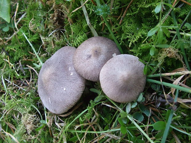 čírovka zemná Tricholoma terreum (Schaeff.) P. Kumm.