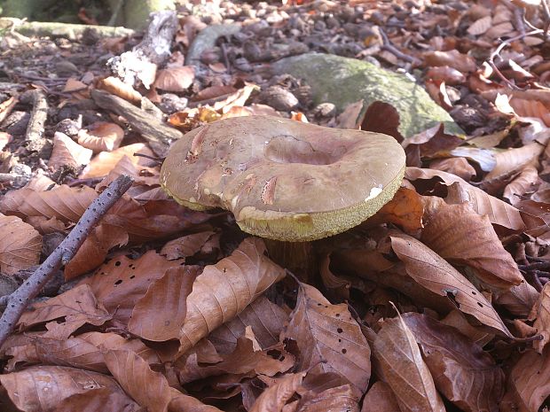 suchohríb Xerocomus sp.