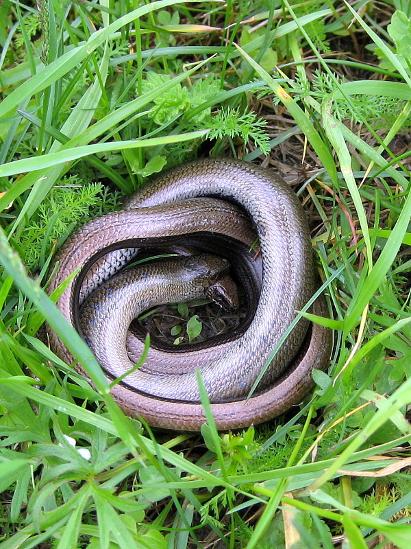 slepuch lámavý  Anguis fragilis