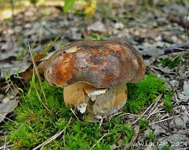 hríb bronzový Boletus aereus Bull. ex Fr.