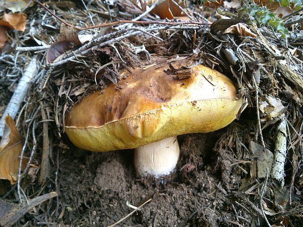 hríb smrekový Boletus edulis Bull.