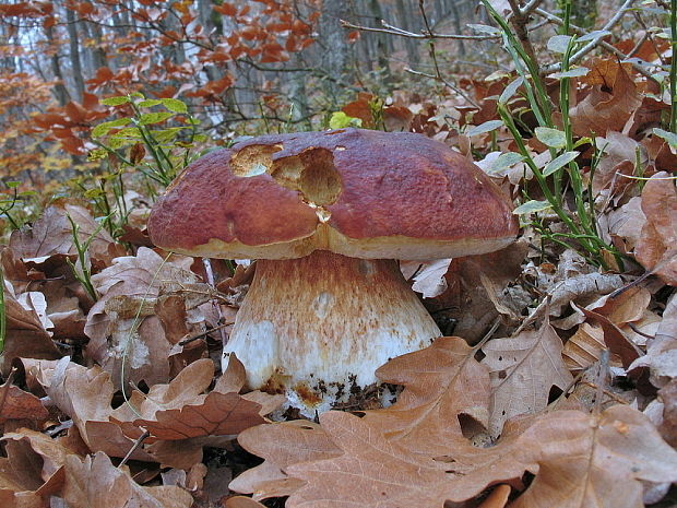 hríb sosnový Boletus pinophilus Pil. et Dermek in Pil.