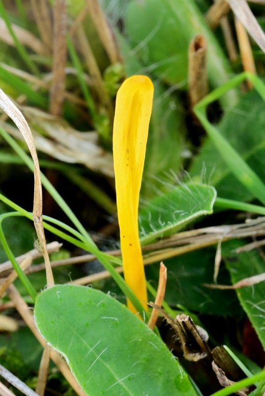 pakonárovka Clavulinopsis sp.