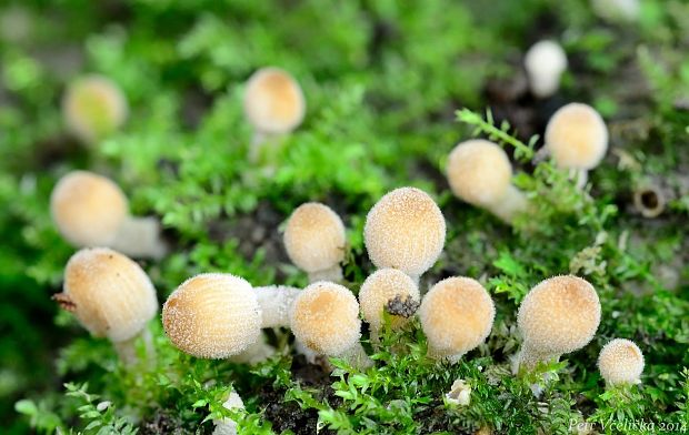 hnojník rozsiaty Coprinellus disseminatus (Pers.) J.E. Lange