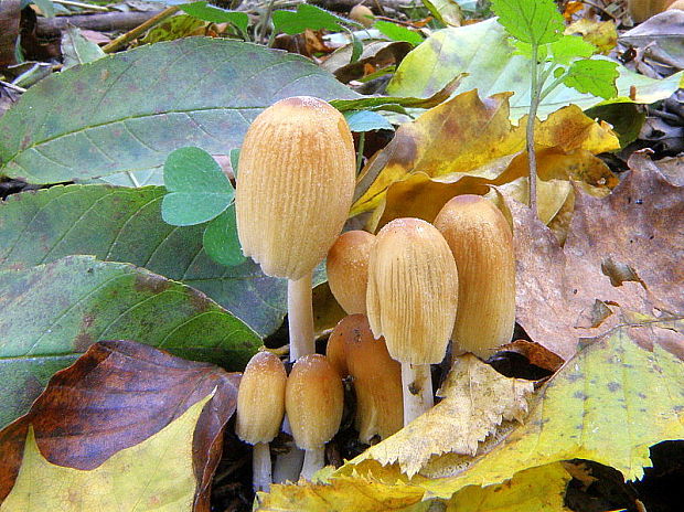 hnojník ligotavý Coprinellus micaceus (Bull.) Vilgalys, Hopple & Jacq. Johnson