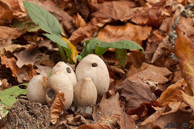 hnojník Coprinopsis sp.