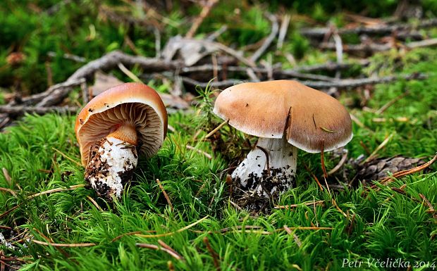 pavučinovec Cortinarius sp.