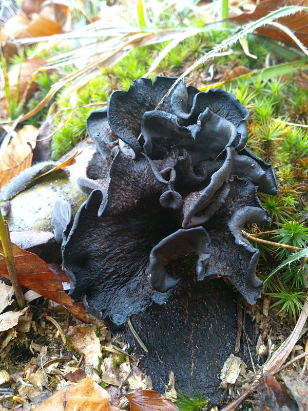 lievik trúbkovitý Craterellus cornucopioides (L.) Pers.