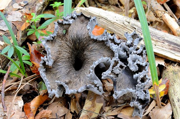 lievik trúbkovitý Craterellus cornucopioides (L.) Pers.