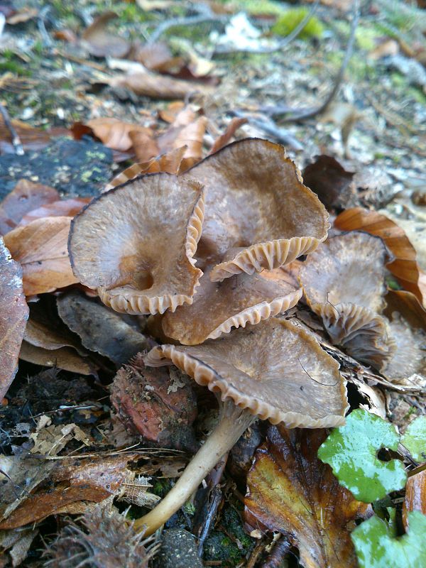 kuriatko lievikovité Craterellus tubaeformis (Fr.) Quél.