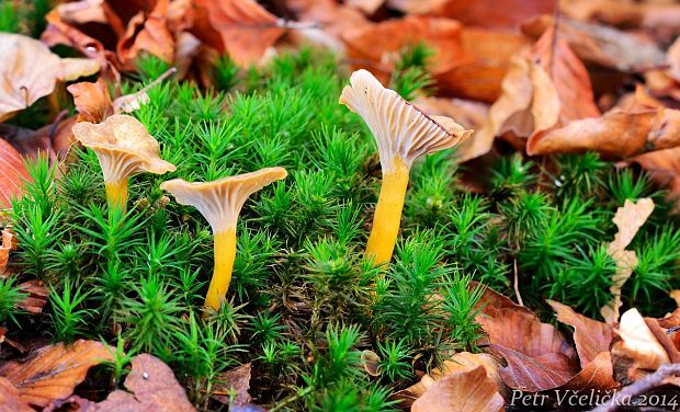 kuriatko lievikovité Craterellus tubaeformis (Fr.) Quél.