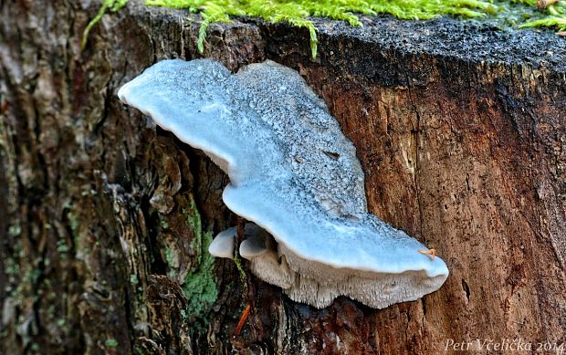 šťavnatec modrastý Cyanosporus caesius (Schrad.) McGinty