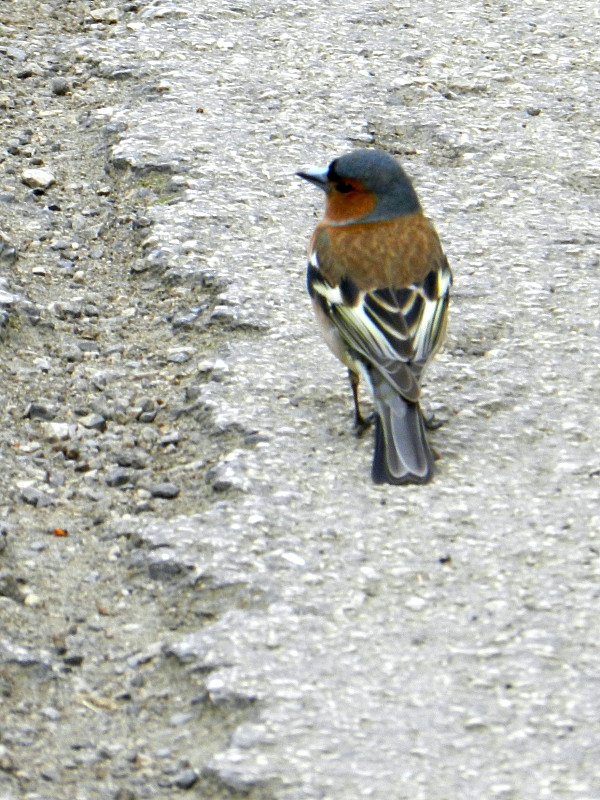 pinka obyčajná  Fringilla coelebs