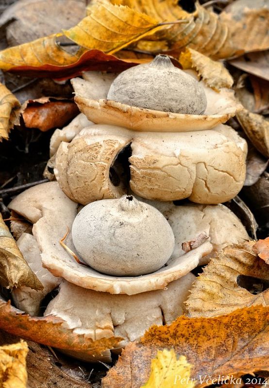 hviezdovka trojitá Geastrum triplex Jungh.