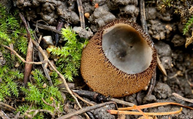 humária polguľovitá Humaria hemisphaerica (F.H. Wigg.) Fuckel