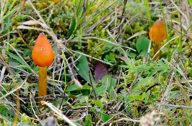 lúčnica kužeľovitá Hygrocybe conica (Schaeff.) P. Kumm.