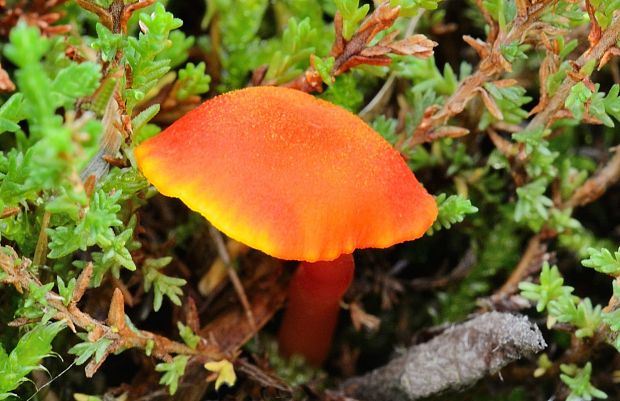 lúčnica krvavá Hygrocybe miniata (Fr.) P. Kumm.