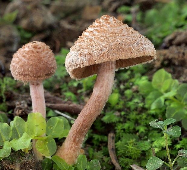 vláknica Inocybe sp.