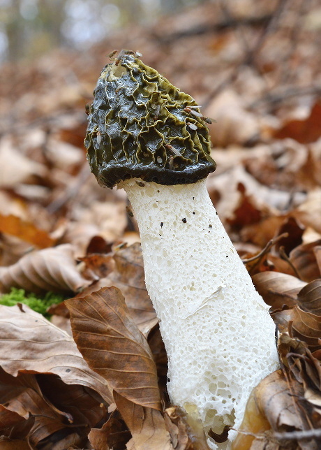 hadovka smradľavá Phallus impudicus L.