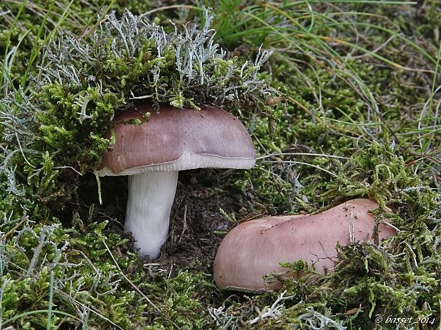 plávka mandľová Russula vesca Fr.