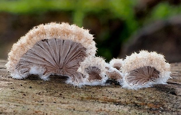 klanolupeňovka obyčajná Schizophyllum commune Fr.