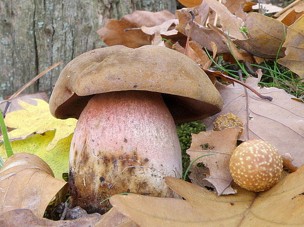 hríb zrnitohlúbikový Sutorius luridiformis (Rostk.) G. Wu & Zhu L. Yang