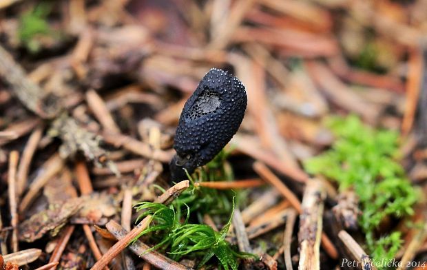 žezlovka srnková Tolypocladium ophioglossoides (J.F. Gmel.) Quandt, Kepler & Spatafora